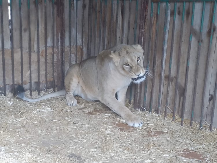 DRRR202309_WildAnimalRescue_031_440444