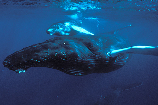 Humpback whale mother and calf underwater. © Jeff Pantukhoff/Whaleman Foundation