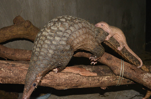 A baby Sunda pangolin riding on the tail of her mother. Photo provided by non profit organization, Save Vietnam's Wildlife (SVW).  © Nguyen Van Thai/Save Vietnam's Wildlife