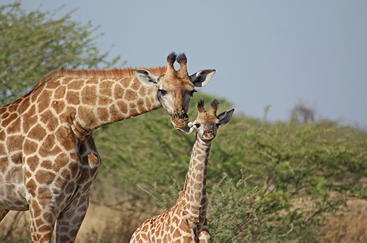 World of Animals (WOA) 2017 photo contest. A mother giraffe and calf together.