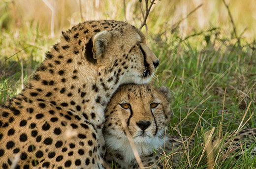 Cheetahs in the wild. © IFAW/B. Hollweg