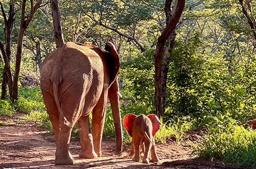 The carers at the Wild is Life and IFAW elephant release site at Panda Masuie were recently astonished to witness the birth of the first elephant calf born within the orphan herd! © Wild is Life