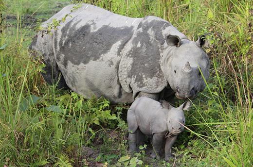 Gangas first born calf, with her very own first born. © IFAW-WTI