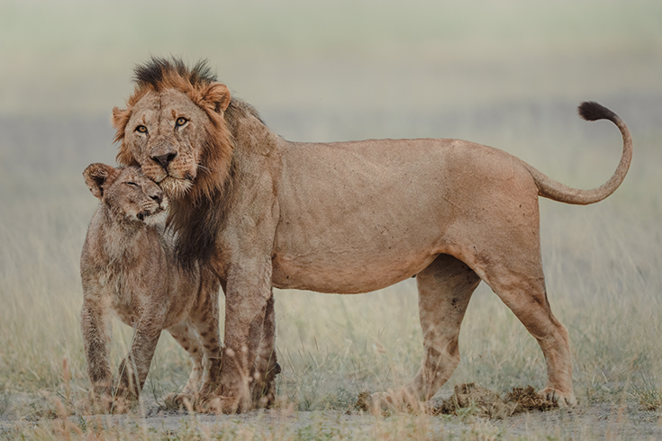 Male lion with his cub in Amboseli National Park, Kenya. © Donal Boyd