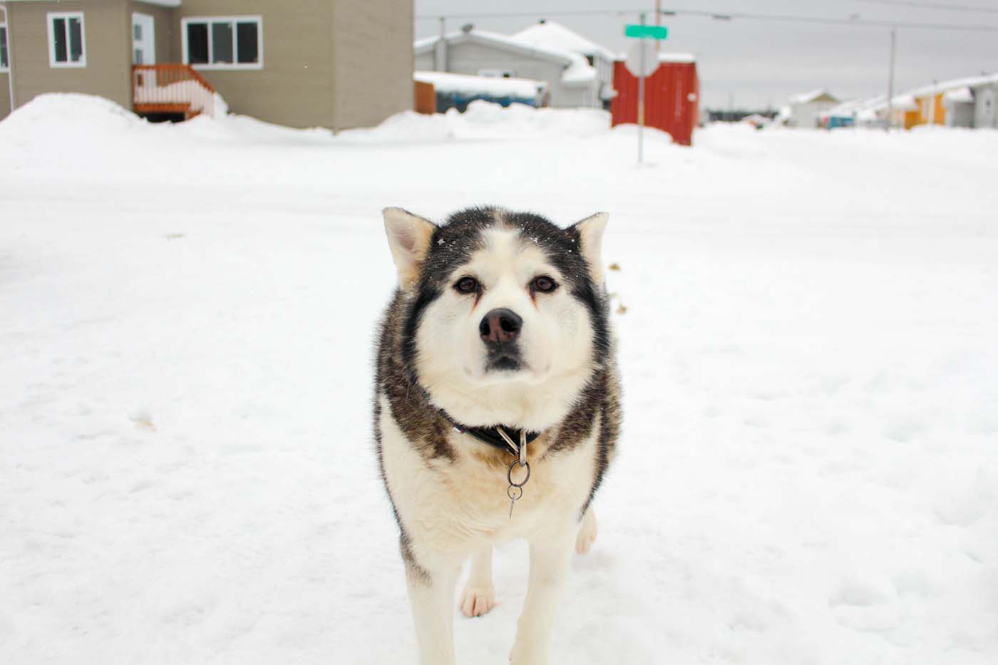 Northern Dogs App Northern Dogs App